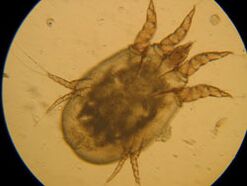Marque bajo un microscopio