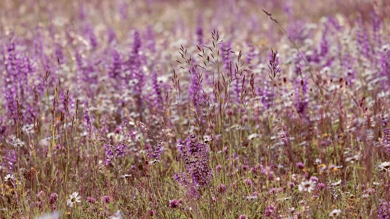 Salvia de parásitos